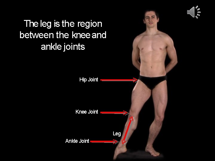 The leg is the region between the knee and ankle joints Hip Joint Knee