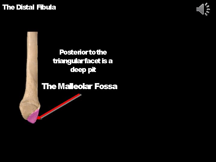 The Distal Fibula Posterior to the triangular facet is a deep pit The Malleolar