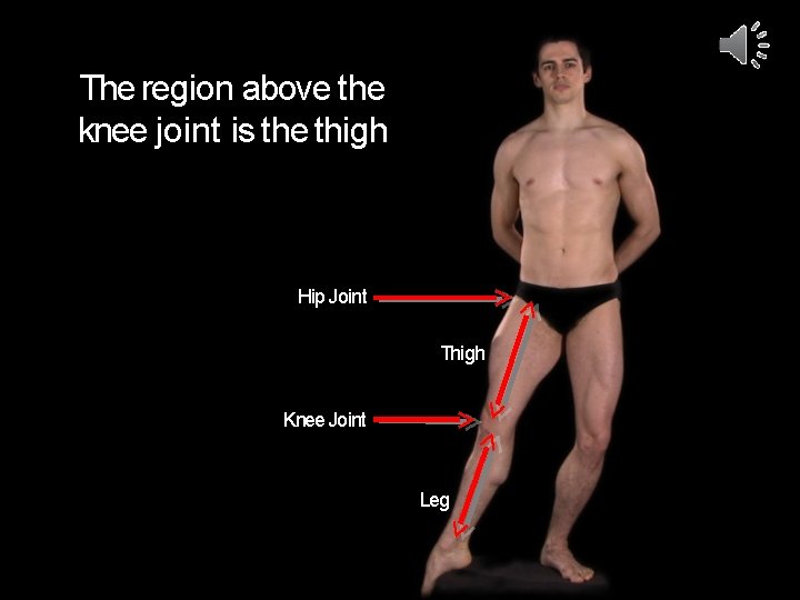 The region above the knee joint is the thigh Hip Joint Thigh Knee Joint