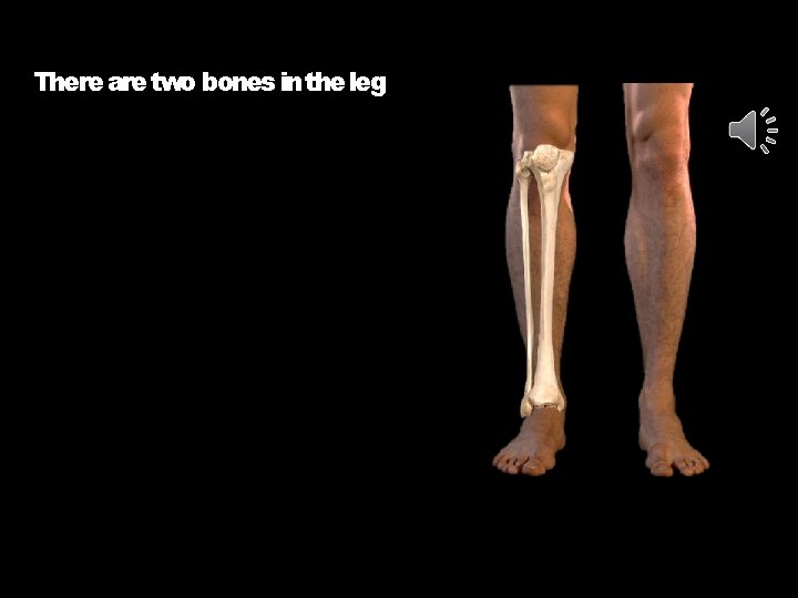 There are two bones in the leg 