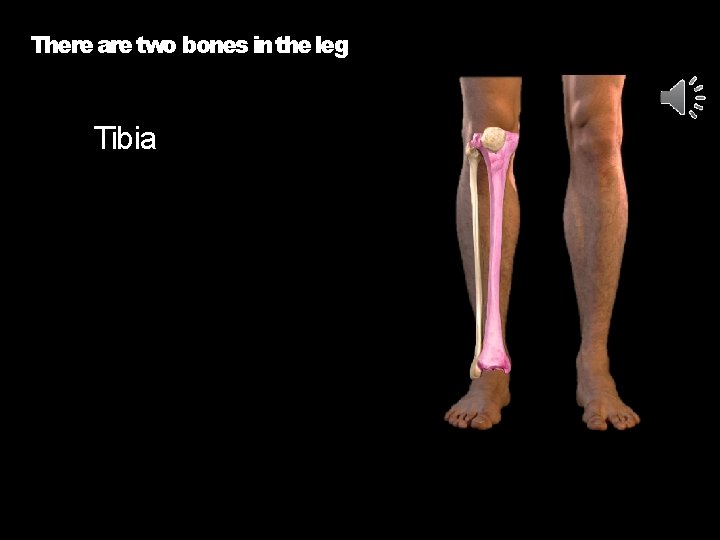 There are two bones in the leg Tibia 