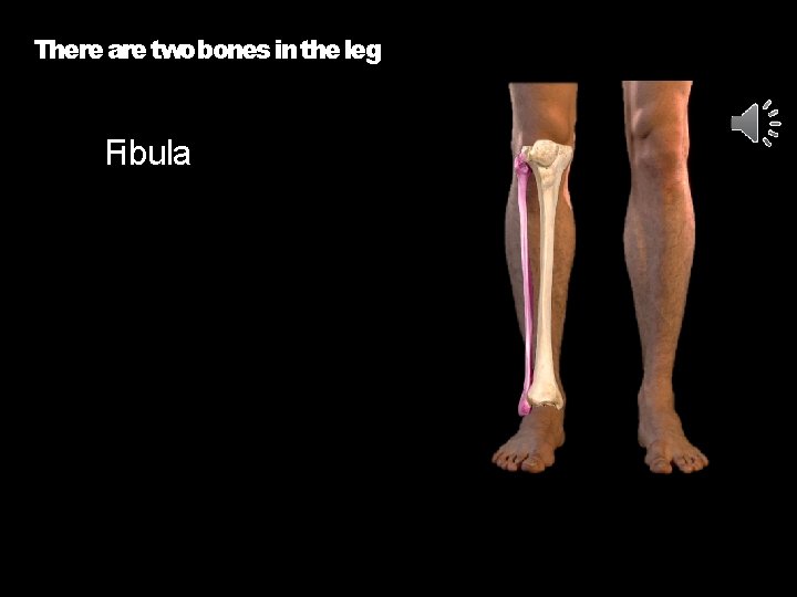 There are twobones in the leg Fibula 
