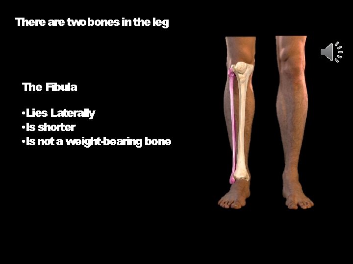 There are twobones in the leg The Fibula • Lies Laterally • Is shorter