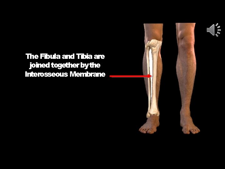 The Fibula and Tibia are joined together by the Interosseous Membrane 