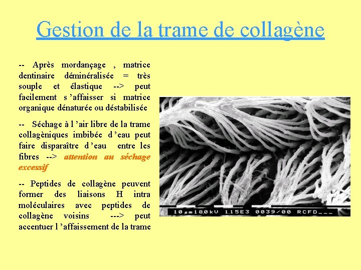 Gestion de la trame de collagène -- Après mordançage , matrice dentinaire déminéralisée =