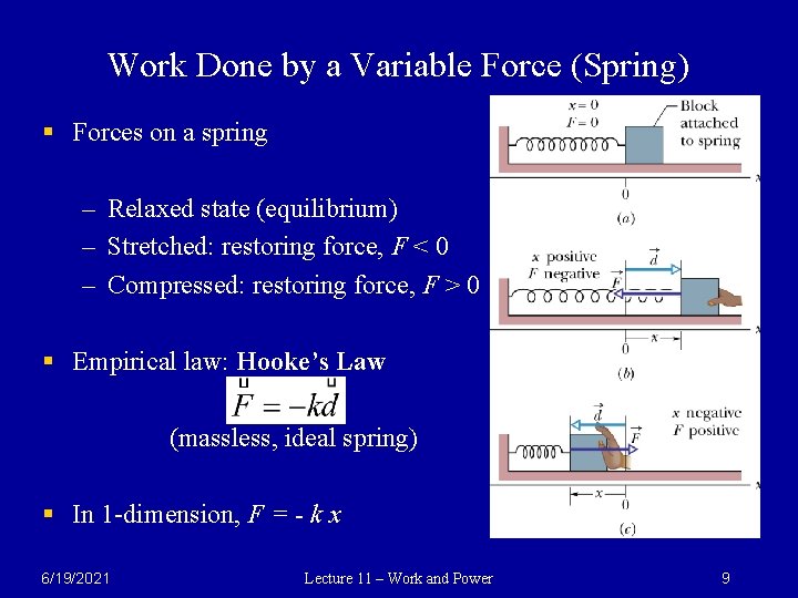 Work Done by a Variable Force (Spring) § Forces on a spring – Relaxed