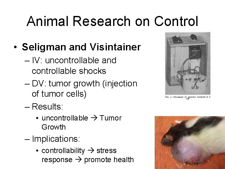 Animal Research on Control • Seligman and Visintainer – IV: uncontrollable and controllable shocks