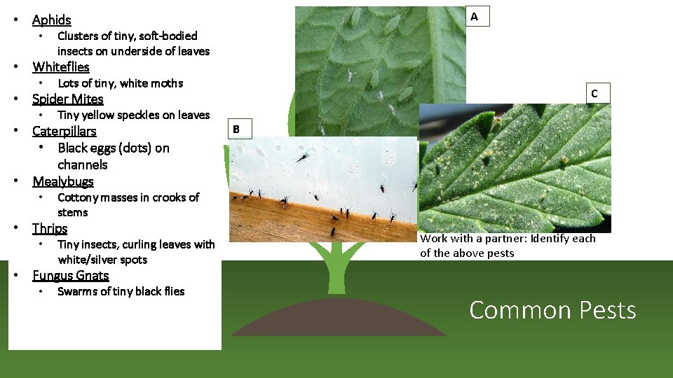 A • Aphids • Clusters of tiny, soft-bodied insects on underside of leaves •