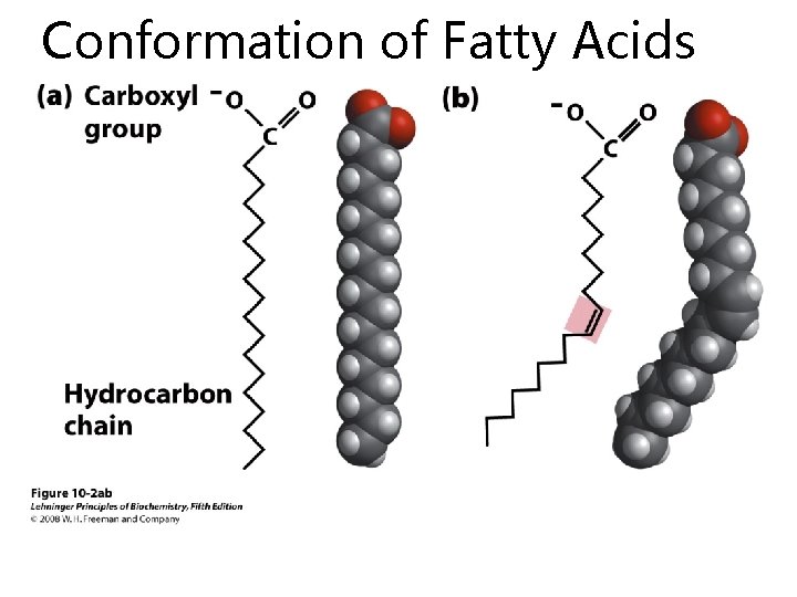 Conformation of Fatty Acids 