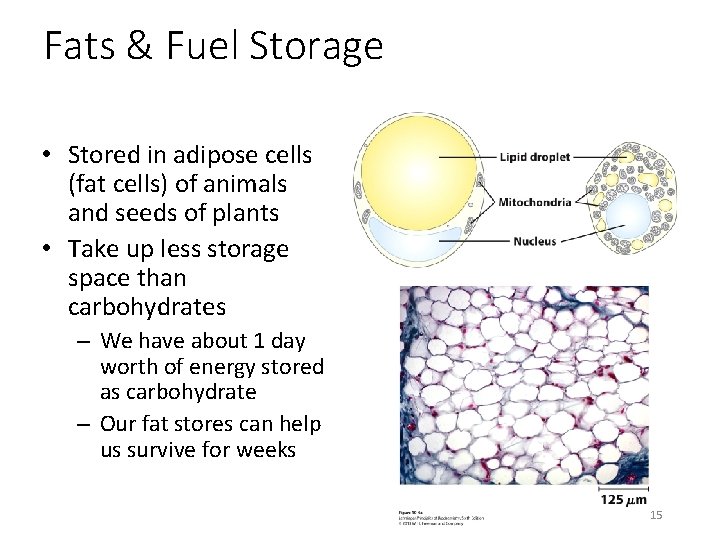 Fats & Fuel Storage • Stored in adipose cells (fat cells) of animals and