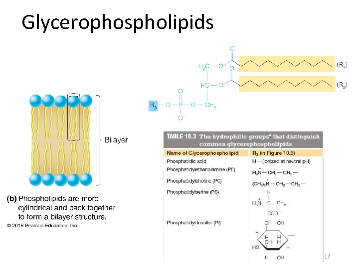 Glycerophospholipids 17 