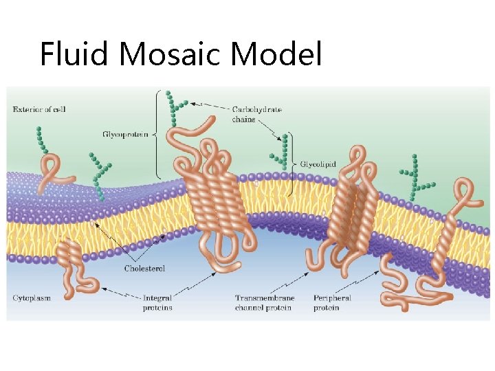 Fluid Mosaic Model Figure 21. 2 The fluid mosaic model of membranes. 