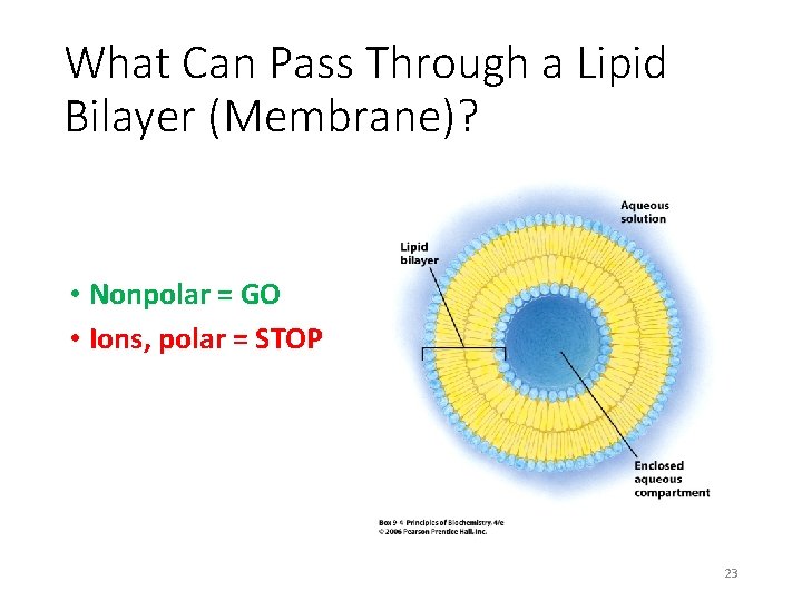 What Can Pass Through a Lipid Bilayer (Membrane)? • Nonpolar = GO • Ions,