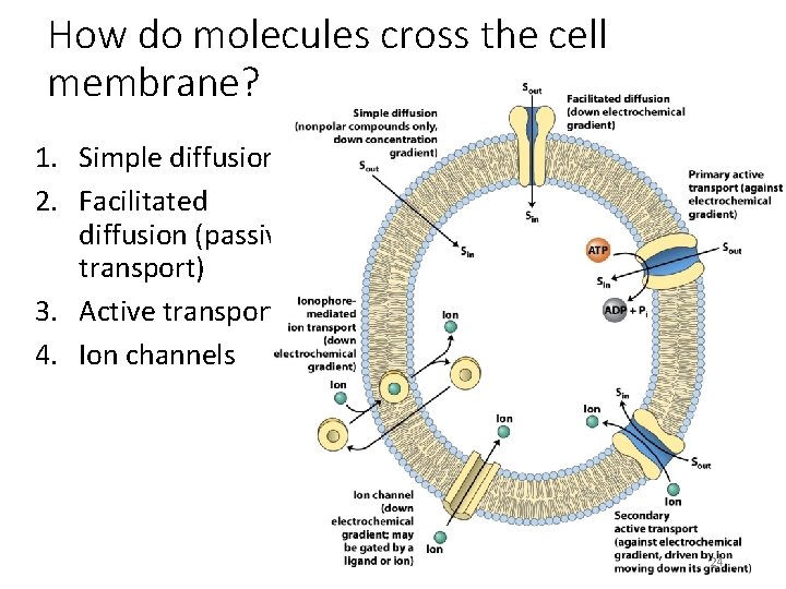 How do molecules cross the cell membrane? 1. Simple diffusion 2. Facilitated diffusion (passive