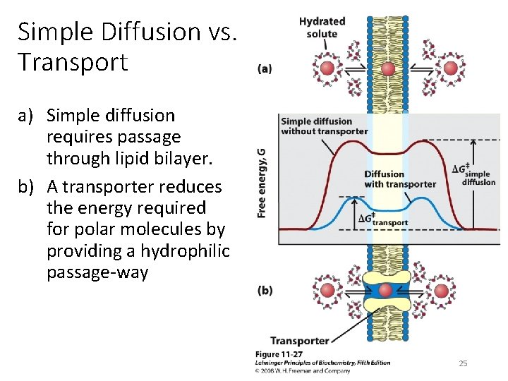 Simple Diffusion vs. Transport a) Simple diffusion requires passage through lipid bilayer. b) A