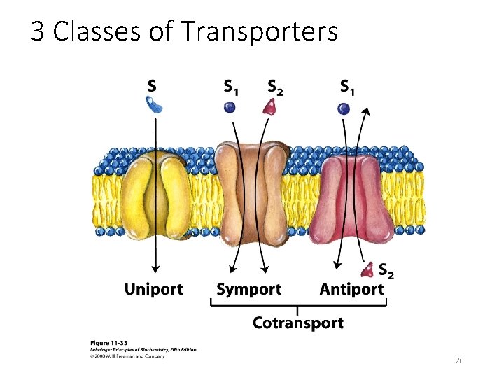 3 Classes of Transporters 26 