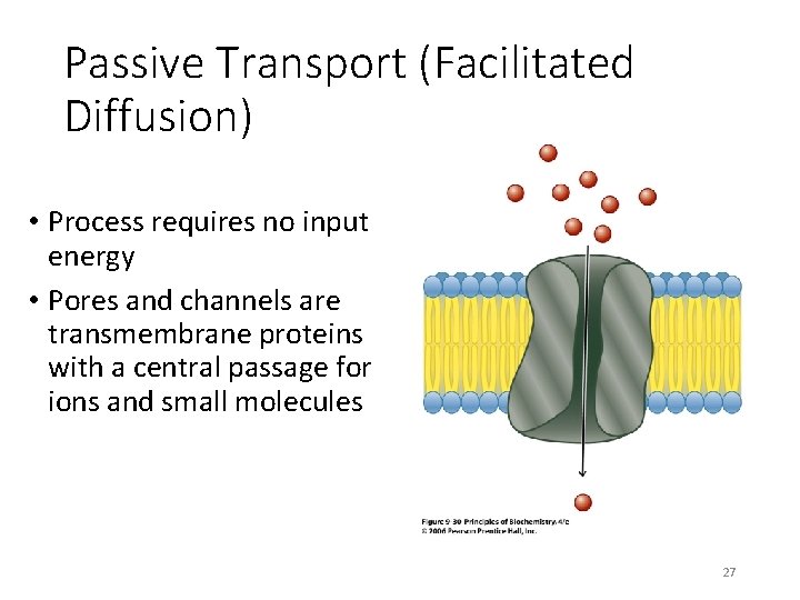 Passive Transport (Facilitated Diffusion) • Process requires no input energy • Pores and channels