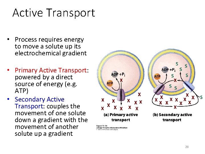 Active Transport • Process requires energy to move a solute up its electrochemical gradient
