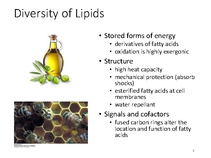 Diversity of Lipids • Stored forms of energy • derivatives of fatty acids •