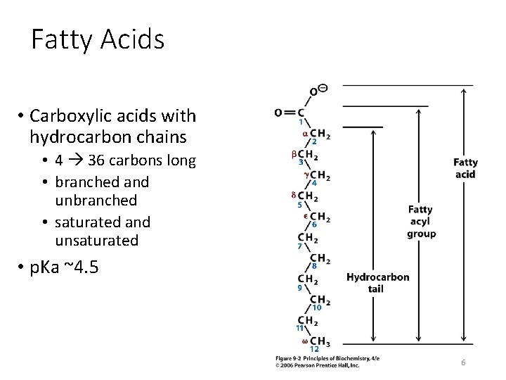 Fatty Acids • Carboxylic acids with hydrocarbon chains • 4 36 carbons long •