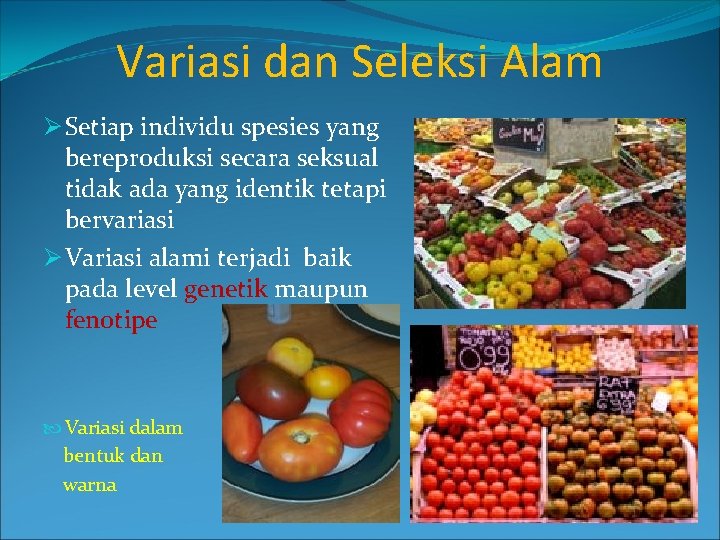 Variasi dan Seleksi Alam Ø Setiap individu spesies yang bereproduksi secara seksual tidak ada
