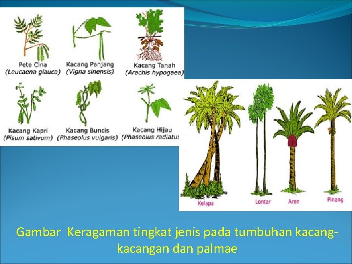 Gambar Keragaman tingkat jenis pada tumbuhan kacangan dan palmae 