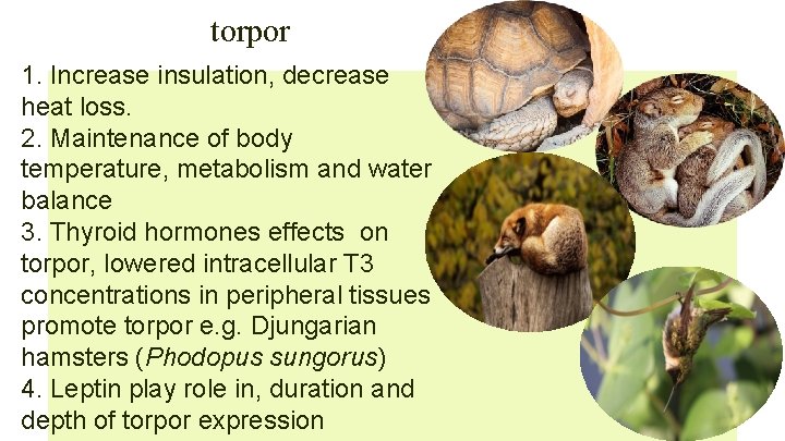 torpor 1. Increase insulation, decrease heat loss. 2. Maintenance of body temperature, metabolism and
