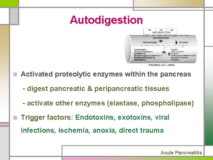 Autodigestion n Activated proteolytic enzymes within the pancreas - digest pancreatic & peripancreatic tissues