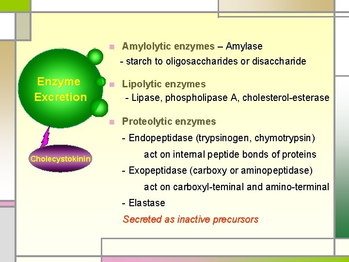 n Amylolytic enzymes – Amylase - starch to oligosaccharides or disaccharide Enzyme Excretion n