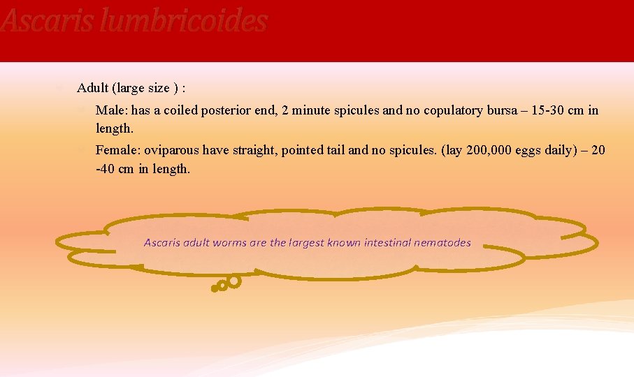 Ascaris lumbricoides Adult (large size ) : Male: has a coiled posterior end, 2