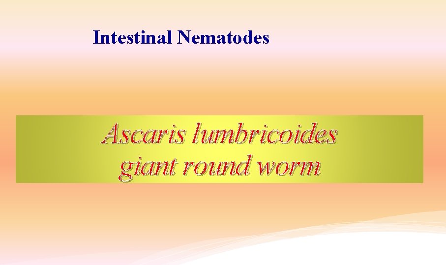 Intestinal Nematodes Ascaris lumbricoides giant round worm 