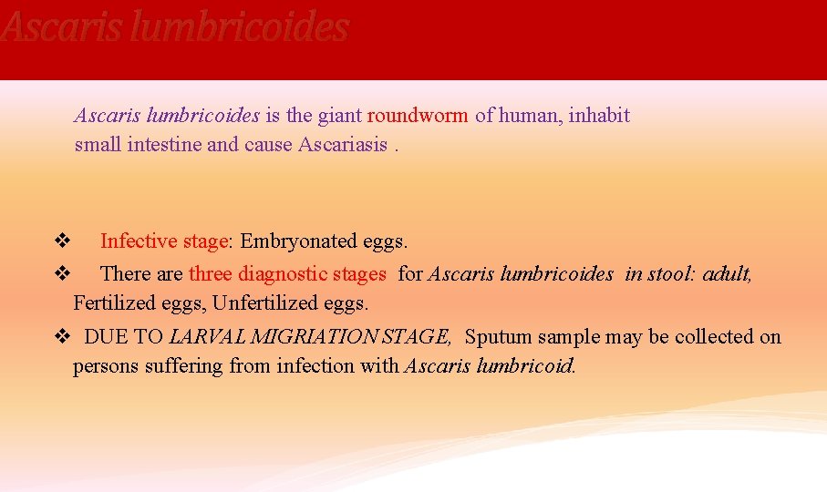 Ascaris lumbricoides is the giant roundworm of human, inhabit small intestine and cause Ascariasis.