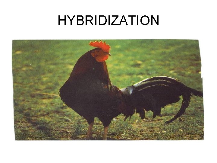 HYBRIDIZATION 
