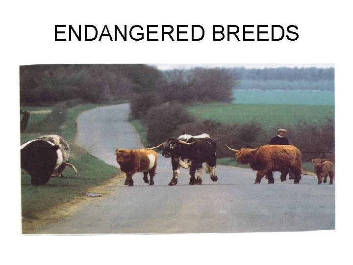 ENDANGERED BREEDS 