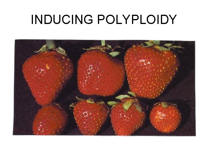 INDUCING POLYPLOIDY 