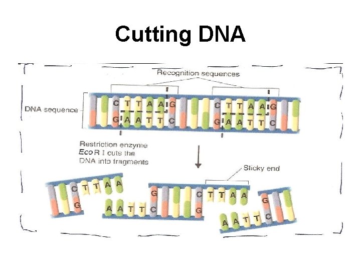 Cutting DNA 