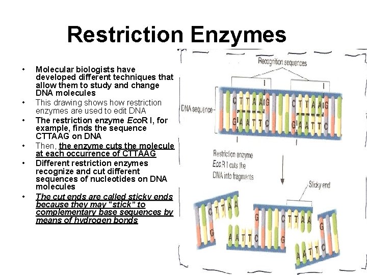Restriction Enzymes • • • Molecular biologists have developed different techniques that allow them