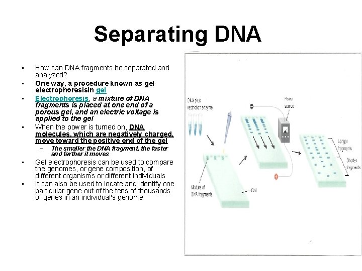 Separating DNA • • How can DNA fragments be separated analyzed? One way, a