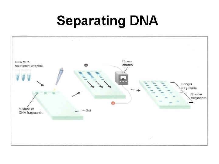 Separating DNA 