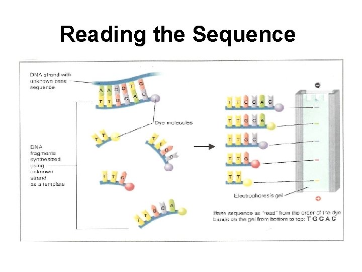 Reading the Sequence 