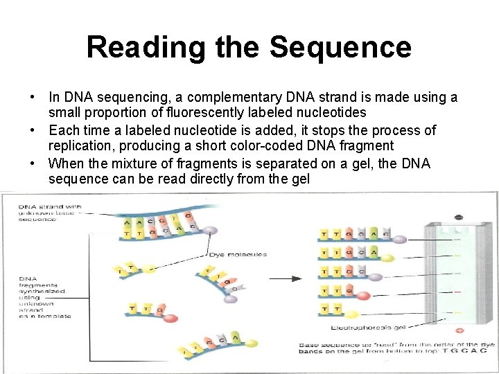 Reading the Sequence • In DNA sequencing, a complementary DNA strand is made using