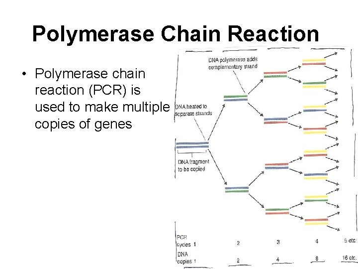 Polymerase Chain Reaction • Polymerase chain reaction (PCR) is used to make multiple copies