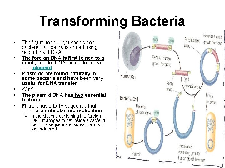 Transforming Bacteria • • • The figure to the right shows how bacteria can