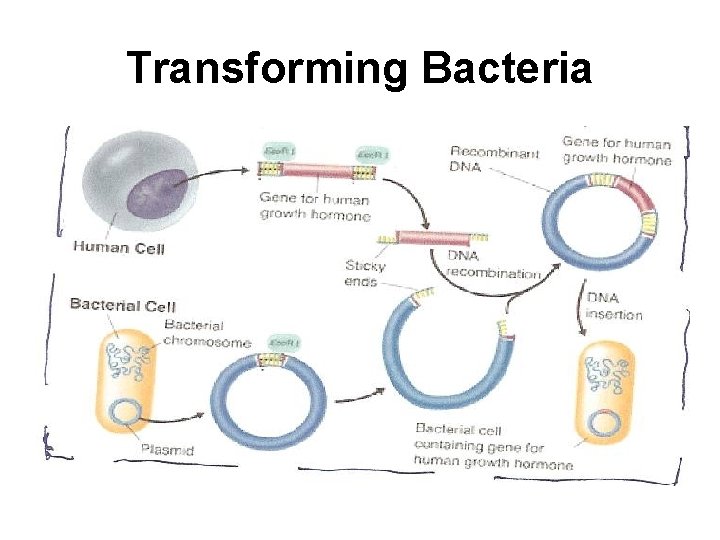 Transforming Bacteria 