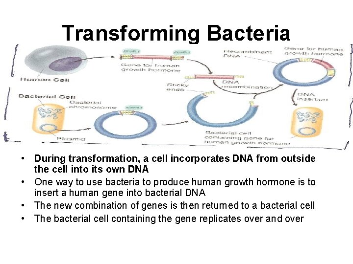 Transforming Bacteria • During transformation, a cell incorporates DNA from outside the cell into