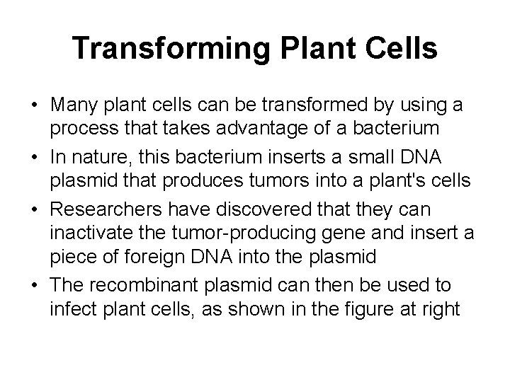 Transforming Plant Cells • Many plant cells can be transformed by using a process