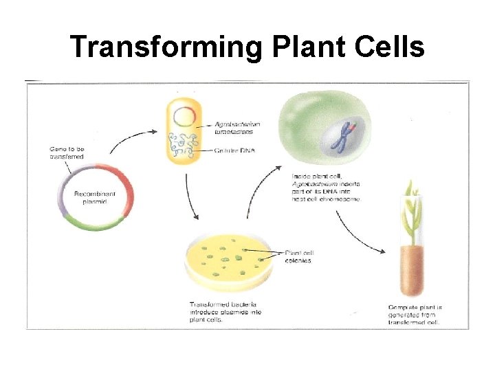 Transforming Plant Cells 