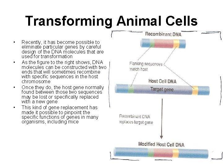 Transforming Animal Cells • • Recently, it has become possible to eliminate particular genes