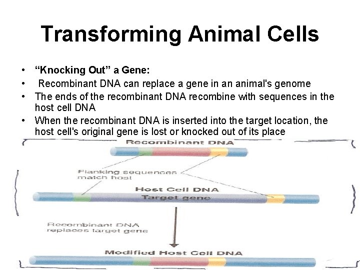 Transforming Animal Cells • “Knocking Out” a Gene: • Recombinant DNA can replace a