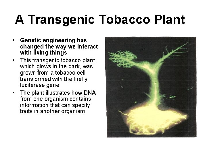 A Transgenic Tobacco Plant • Genetic engineering has changed the way we interact with